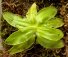 (image for) Pinguicula - Butterworts