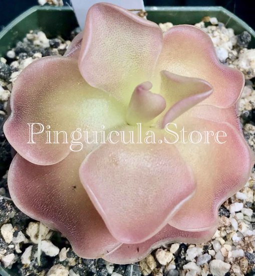 (image for) Pinguicula X Weser or Wesser - Click Image to Close