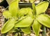 Pinguicula Zecheri (image for) Pinguicula Zecheri