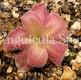 (image for) Pinguicula colimensis x Moranensis Dark Flower