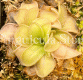 (image for) Pinguicula Mesophytica