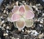 (image for) Pinguicula Ehlersiae Victoria