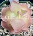 (image for) Pinguicula X Weser or Wesser
