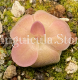 Pinguicula moranensis (image for) Pinguicula moranensis