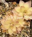 (image for) Pinguicula Laueana x Gigantea