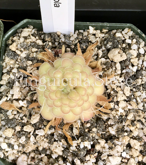 (image for) Pinguicula agnata x Gypsicola ‘Agnicola' - Click Image to Close