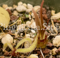 (image for) Pinguicula calderoniae