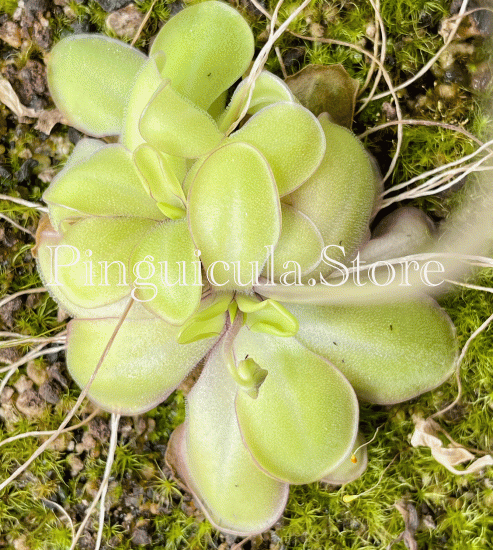 (image for) Pinguicula moranensis ANPA A - Click Image to Close