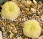 (image for) Pinguicula moranensis f Alba Golden Eye