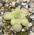 (image for) Pinguicula potosiensis