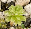 (image for) Pinguicula colimensis