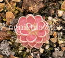 (image for) Pinguicula Debbertiana x Esseriana Florian