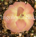 (image for) Pinguicula Rotundiflora x Hemiepiphytica