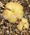 (image for) Pinguicula Moranensis J