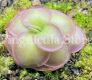 (image for) Pinguicula hemiepiphytica Site 2 #6