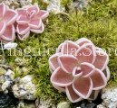 (image for) Pinguicula ehlersiae BG Linz #008