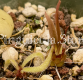 Pinguicula calderoniae (image for) Pinguicula calderoniae