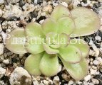 (image for) Pinguicula agnata El Lobo