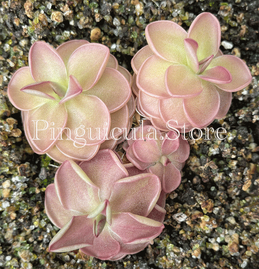 (image for) Pinguicula hemiepiphytica x Debbertiana - Click Image to Close