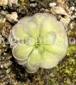 (image for) Pinguicula Cyclosecta Yucca Do 1714