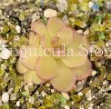 (image for) Pinguicula Kondoi (=P. Reticulata)