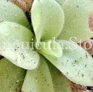 (image for) Pinguicula agnata 'Zimapan' - Click Image to Close