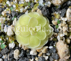 (image for) Pinguicula Debbertiana Pink Flower