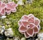 (image for) Pinguicula ehlersiae BG Linz #008