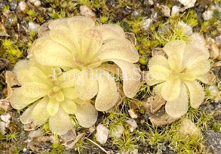 (image for) Pinguicula moranensis Frasier’s Beauty - Click Image to Close