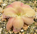 (image for) Pinguicula agnata 'Red Leaf'