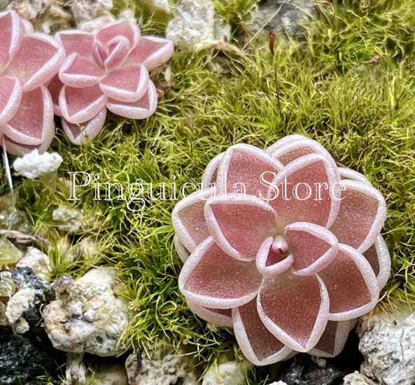 (image for) Pinguicula ehlersiae BG Linz #008 - Click Image to Close