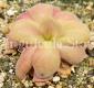 (image for) Pinguicula agnata 'Red Leaf'