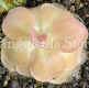 Pinguicula agnata ‘Pirouette' (image for) Pinguicula agnata ‘Pirouette'