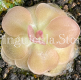 (image for) Pinguicula agnata ‘Pirouette'