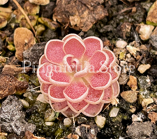 (image for) Pinguicula Debbertiana x Esseriana Florian - Click Image to Close