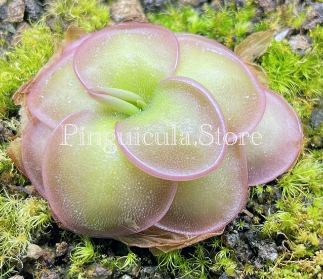 (image for) Pinguicula hemiepiphytica Site 2 #6 - Click Image to Close