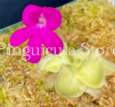 (image for) Pinguicula macrophylla