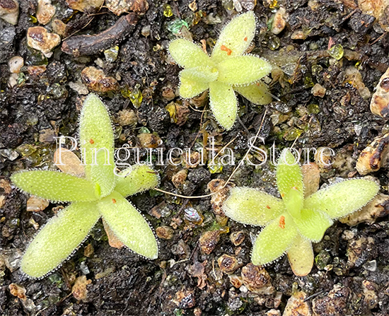 (image for) Pinguicula moctezumae x Gigantea - Click Image to Close