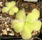 (image for) Pinguicula Gigantea Alfred Lau #13