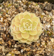 (image for) Pinguicula esseriana