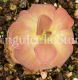 (image for) Pinguicula Rotundiflora x Hemiepiphytica