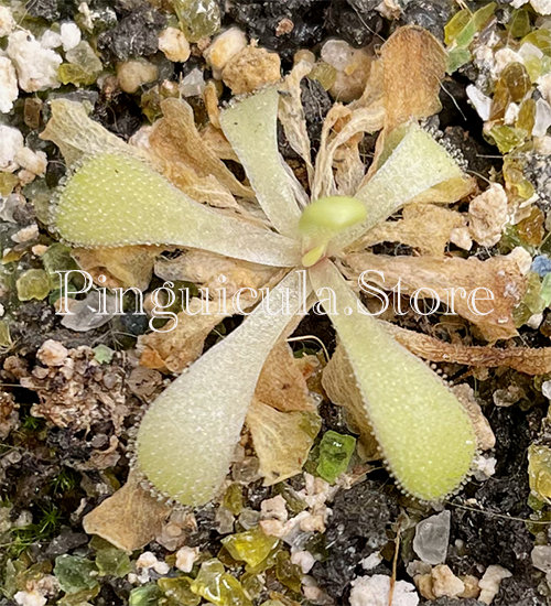 (image for) Pinguicula Laxifolia - Click Image to Close