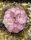Pinguicula Laueana CP2 (image for) Pinguicula Laueana CP2
