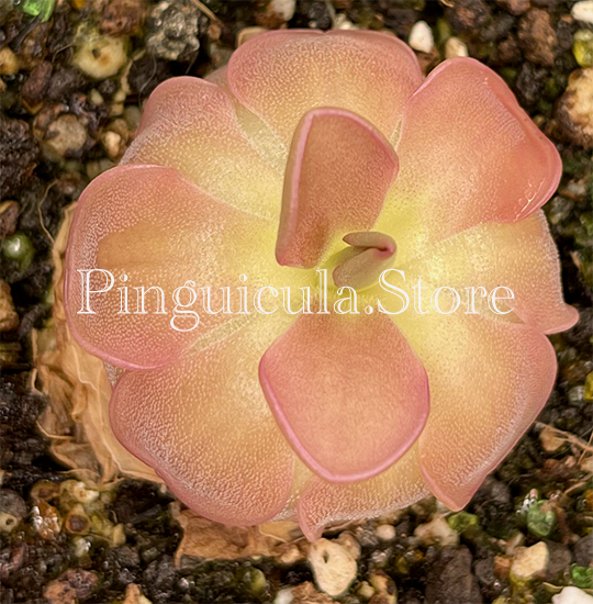 (image for) Pinguicula Rotundiflora x Hemiepiphytica - Click Image to Close