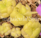 (image for) Pinguicula Sumidero I