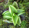 (image for) Pinguicula - Temperate