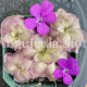 (image for) Pinguicula hemiepiphytica x Cyclosecta