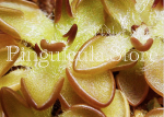 (image for) Pinguicula Nivalis x Emarginata