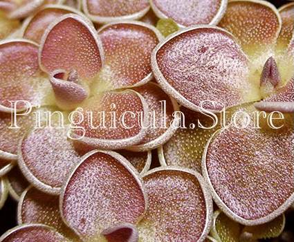 (image for) Pinguicula ehlersiae Ixmiquilpan BG Linz #006 - Click Image to Close