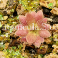 (image for) Pinguicula medusina X (Moranensis X ehlersiae) ‘Marciano’